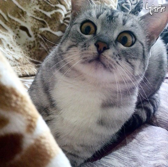  عکس گربه های بامزه و خنده دار