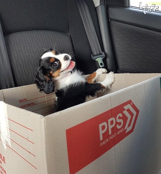  عکس گربه های بامزه و خنده دار