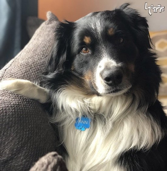  عکس گربه های بامزه و خنده دار