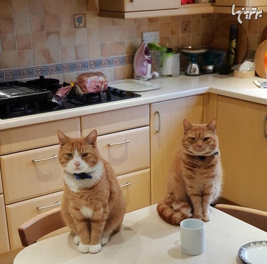  عکس گربه های بامزه و خنده دار