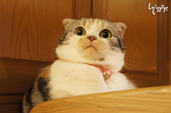  عکس گربه های بامزه و خنده دار