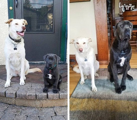  عکس گربه های بامزه و خنده دار