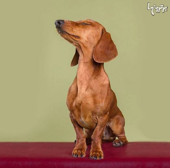  عکس گربه های بامزه و خنده دار