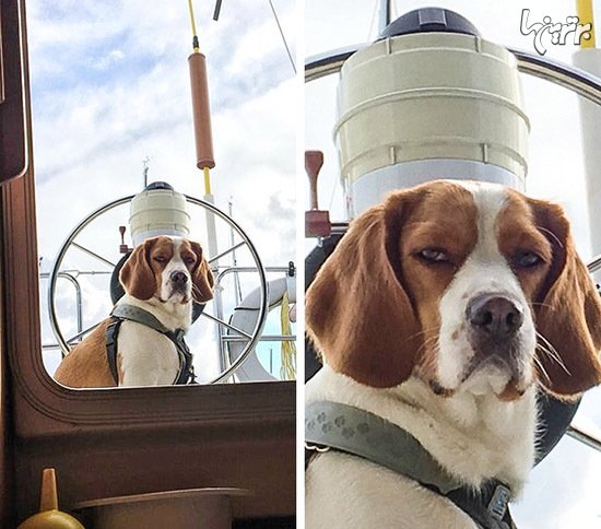  عکس گربه های بامزه و خنده دار