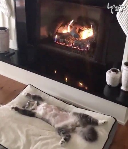  عکس گربه های بامزه و خنده دار