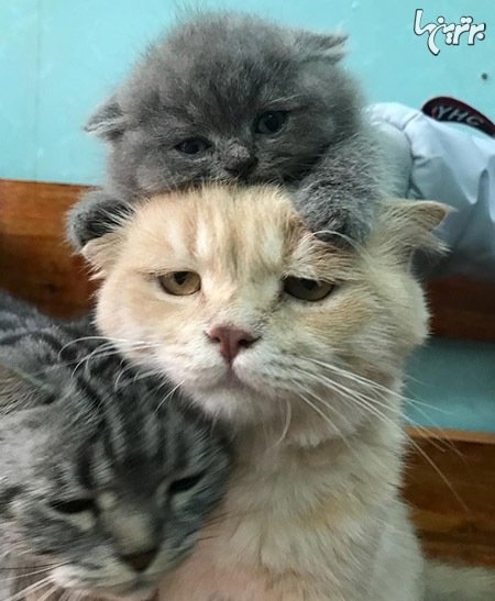  عکس گربه های بامزه و خنده دار