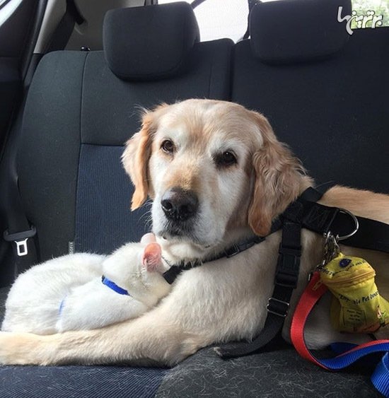  عکس گربه های بامزه و خنده دار