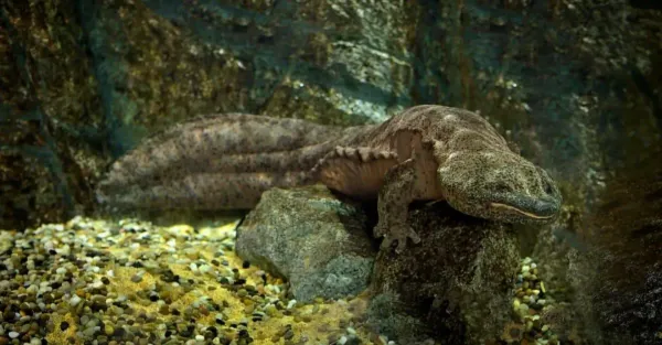  عکس بزرگترین حیوان جهان