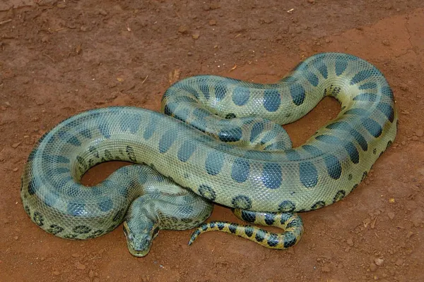  عکس بزرگترین حیوان جهان