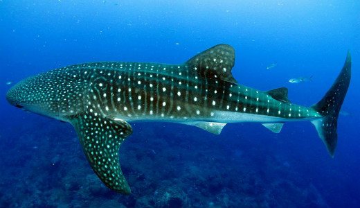  عکس بزرگترین حیوان جهان