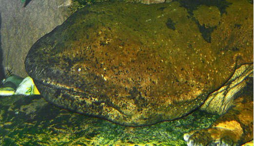  عکس بزرگترین حیوان جهان