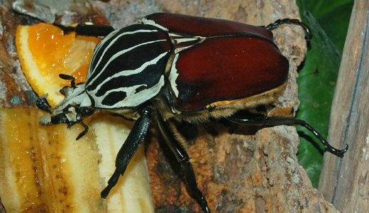  ۱۰ تا از بزرگترین حیوانات جهان