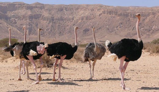  ۱۰ تا از بزرگترین حیوانات جهان