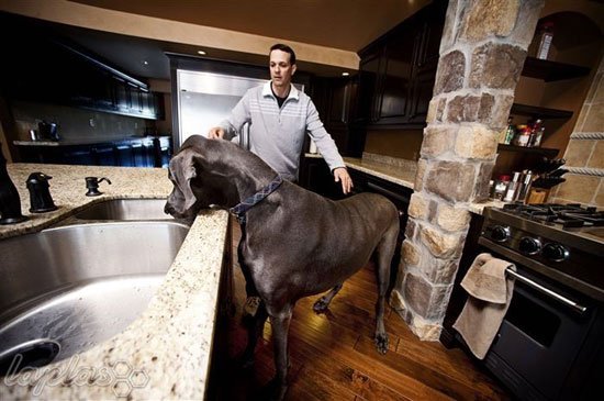  عکس بزرگترین غول واقعی جهان