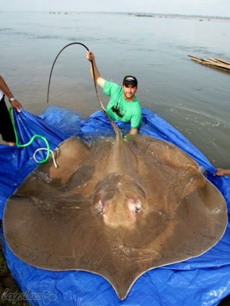  عکس بزرگترین غول واقعی جهان