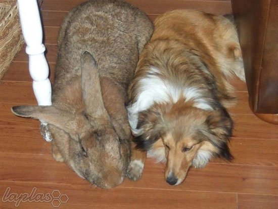  عکس بزرگترین غول واقعی جهان