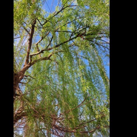  بهترین عکس بهار