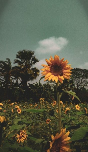  بهترین عکس بهار