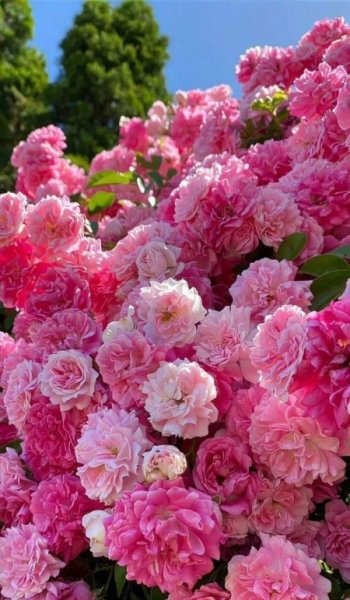  بهترین عکس بهار