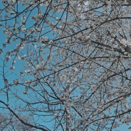  بهترین عکس بهار