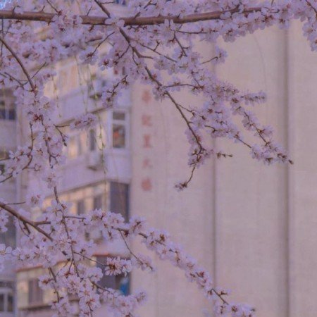  بهترین عکس بهار