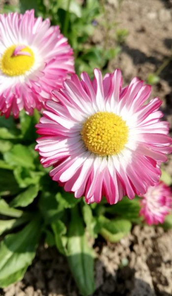  بهترین عکس بهار