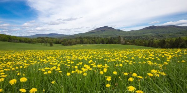  254 بهترین عکس تابستان