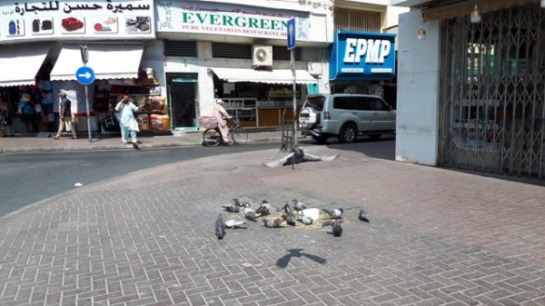  عکس دبی قدیم