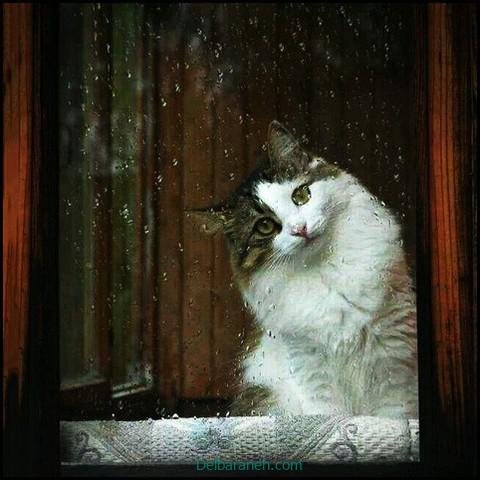  پروفایل عکس باران