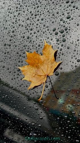  پروفایل عکس باران