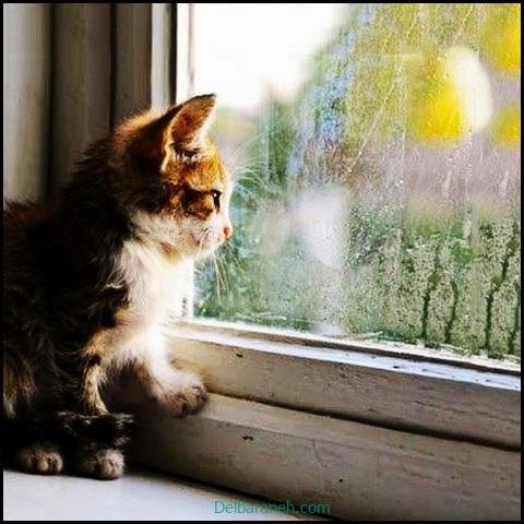  پروفایل عکس باران