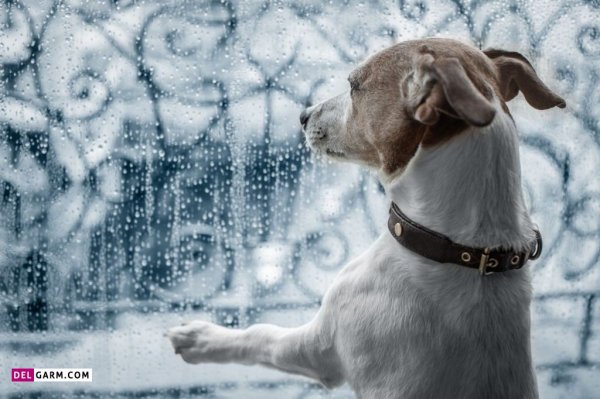  عکس باران پشت شیشه