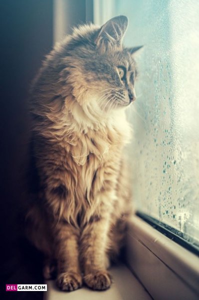  عکس شیشه بارانی برای پروفایل