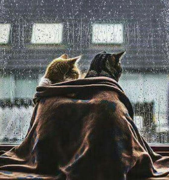  عکس باران پروفایل