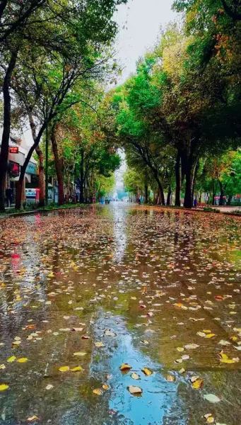  عکس باران پاییزی برای پروفایل