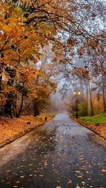  عکس باران پاییزی برای پروفایل
