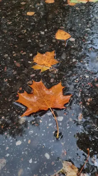  عکس باران تیک تاک