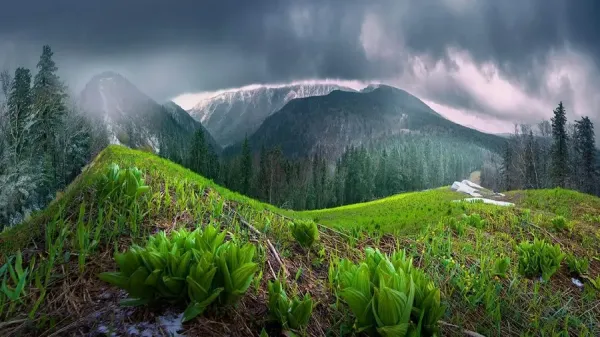  عکس باران جنگل