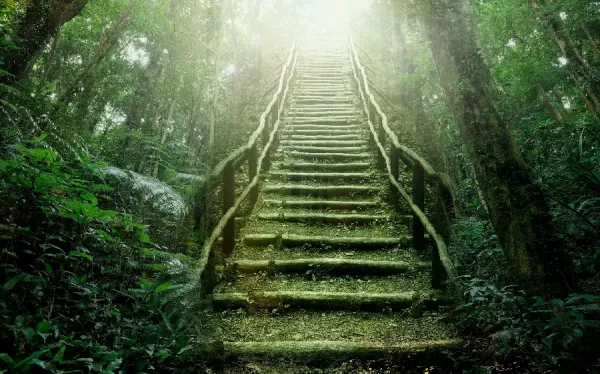  عکس باران جنگل