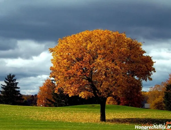  عکس طبیعت بکر