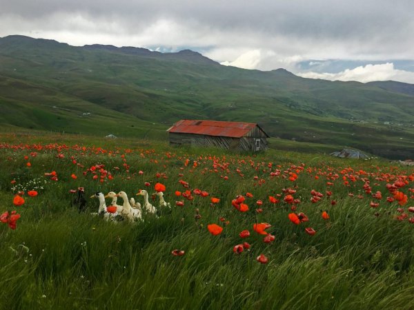  عکس طبیعت بکر ایران