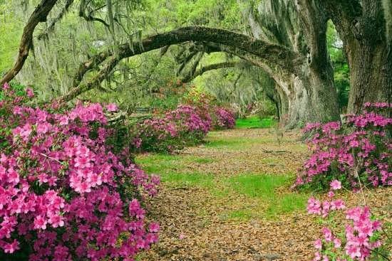  عکس پروفایل طبیعت بکر