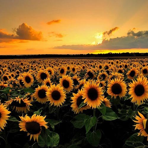  عکس طبیعت زیبا