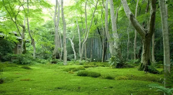  تصاویر طبیعت بکر جهان