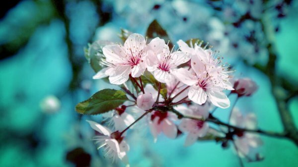 عکس بهاری برای پروفایل