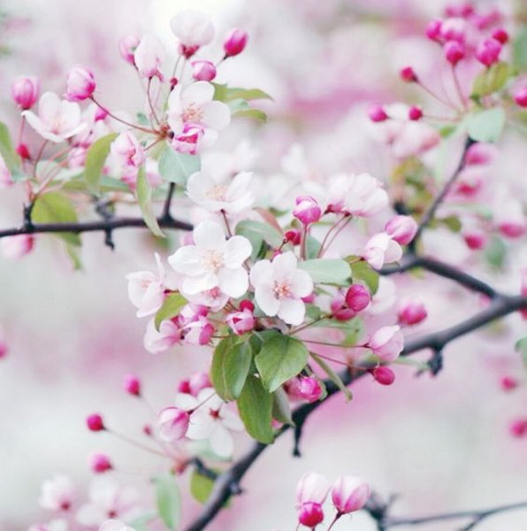  عکس بهاری برای پروفایل