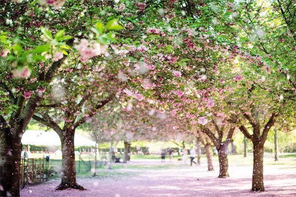  عکس بهاری برای پروفایل