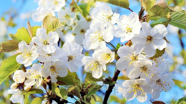  عکس بهاری برای پروفایل