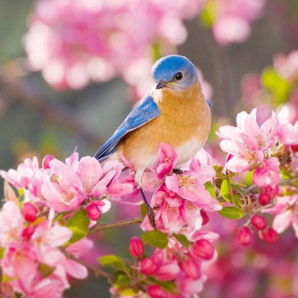  عکس بهاری برای پروفایل