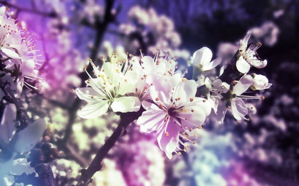  عکس بهاری برای پروفایل